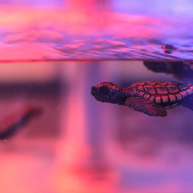 TRIPPY TURTLE 2016