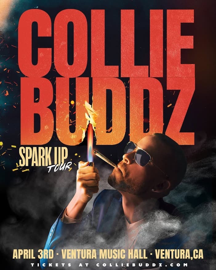 collie buddz-2